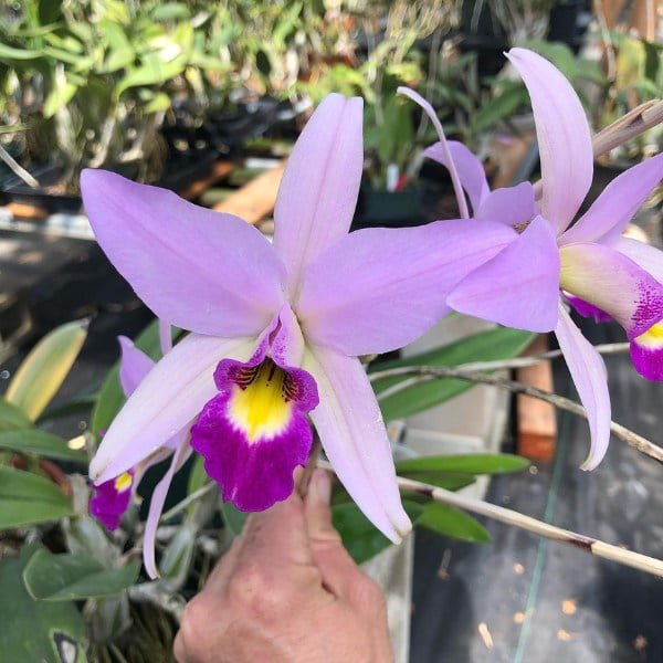 Image of Cattleya Princess pink plant