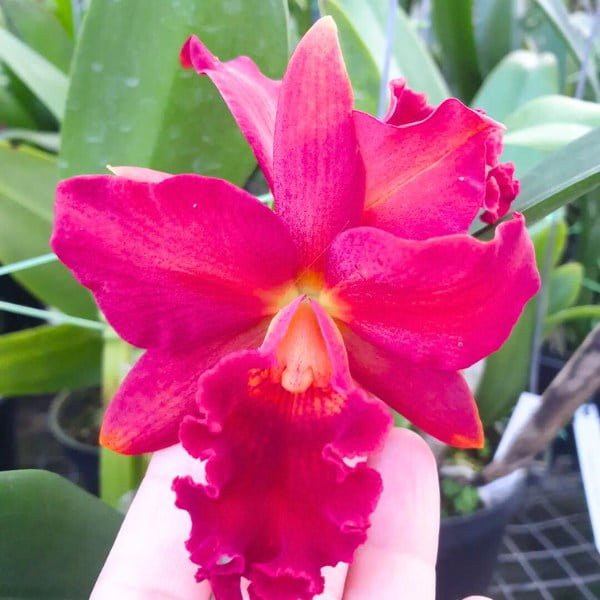 Cattleya Mini Red Dragon Plant - Image 3