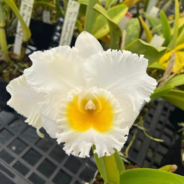 Image of Rlc.Platinum Charm
