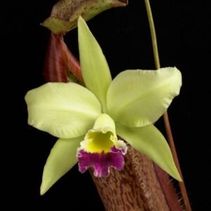 Image of Cattleya Rlc.Greenwich var Emhurst