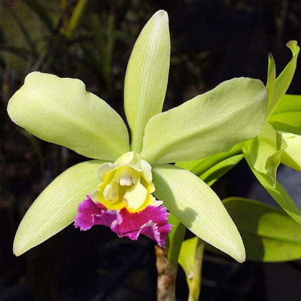 Image of Cattleya Rlc.Greenwich var Emhurst