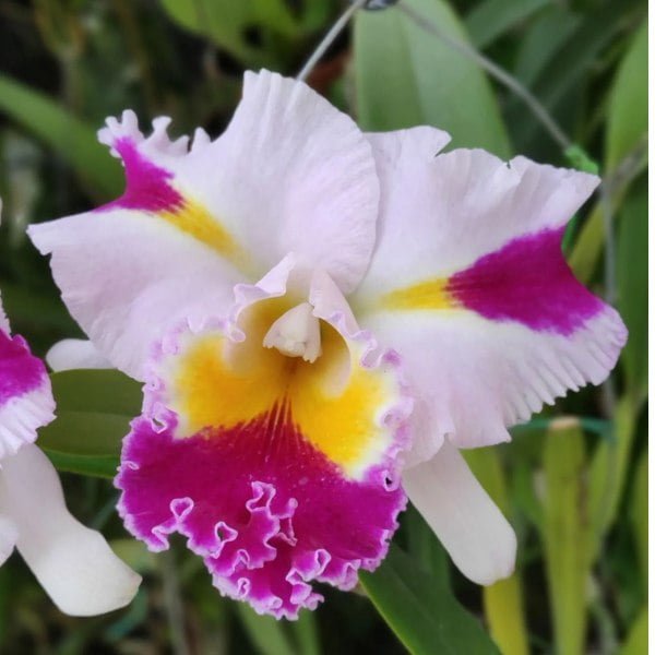 Image Cattleya Rlc.Patchara Fancy plant