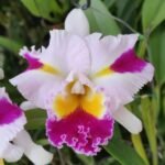 Cattleya Rlc Patchara Fancy plant