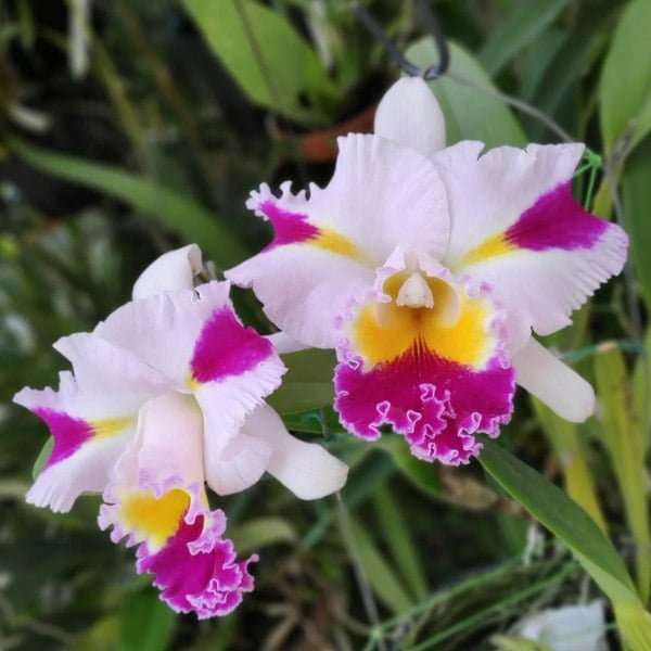 Image Cattleya Rlc.Patchara Fancy plant