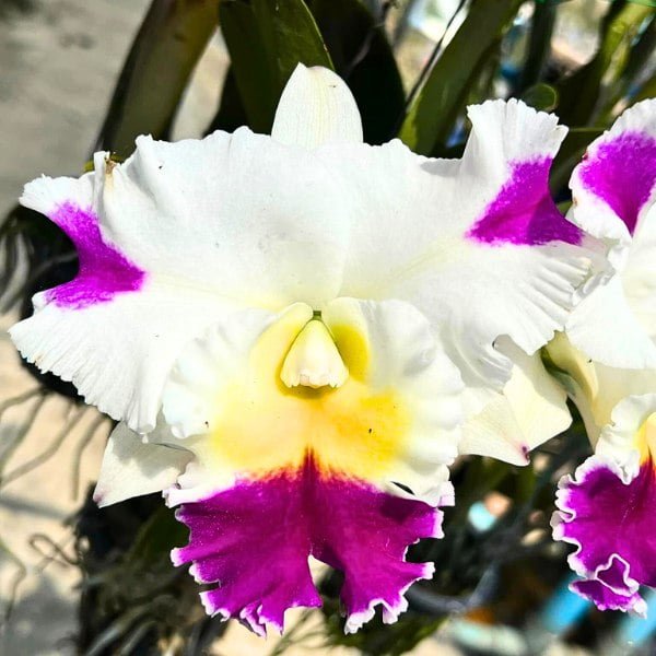 Image Cattleya Rlc.Patchara Fancy plant
