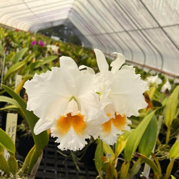 Image of Rlc.Platinum Charm