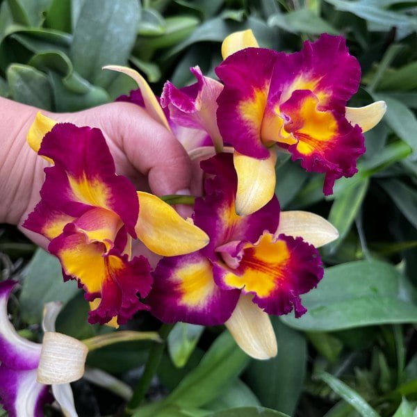 Image of Cattleya Shin Shiang Diamond Plant