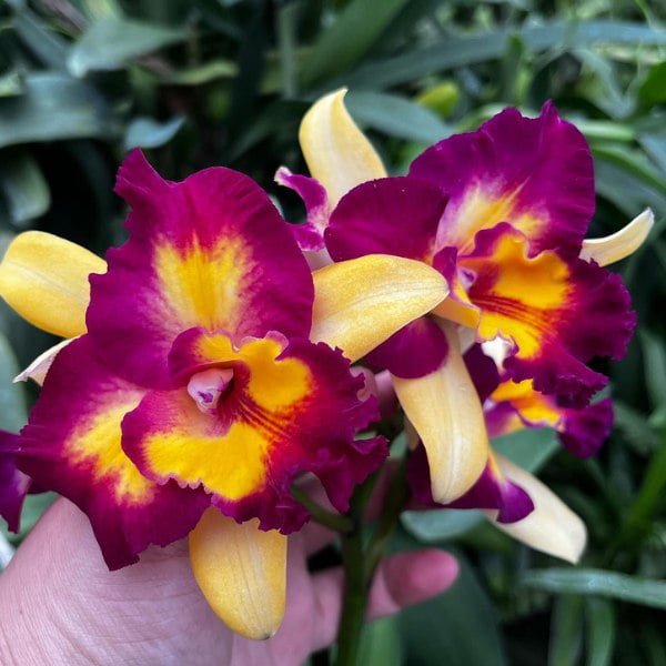 Image of Cattleya Shin Shiang Diamond Plant