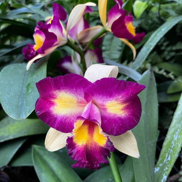 Image of Cattleya Shin Shiang Diamond Plant