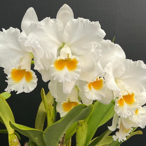Image of Rlc.Platinum Charm