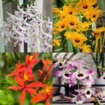 Image of Common Wild Orchid Collection