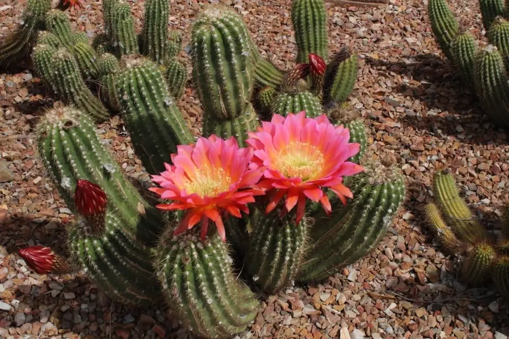 Flowering Cacti Plants Flowering-Cacti-Plants
