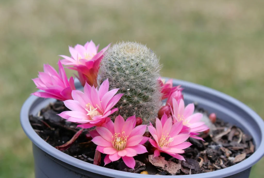 Flowering Cactus Plants Flowering Cactus Plants