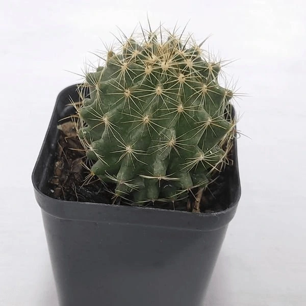 Hamatocactus Setispinus Hamatocactus Setispinus