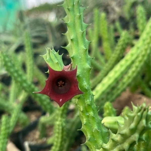 Huernia Macrocarpa Huernia Macrocarpa