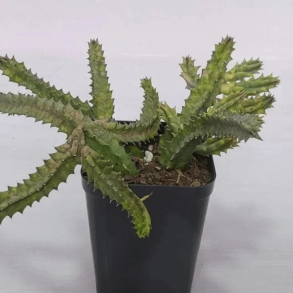 Huernia Zebrina - Variegata Huernia Zebrina – Variegata