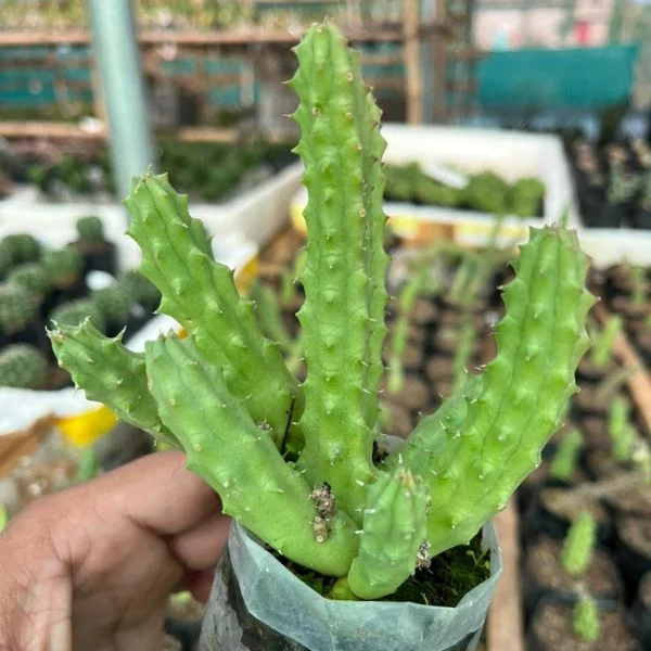 Mammillaria Eriacantha Mammillaria Eriacantha