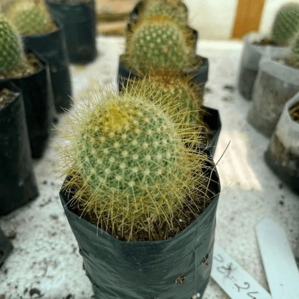 Mammillaria Pringlei Mammillaria Pringlei