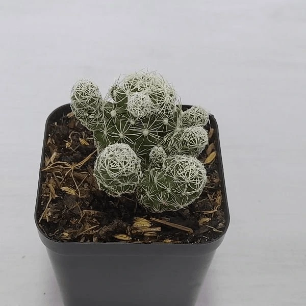 Mammillaria Thimble Mammillaria Thimble
