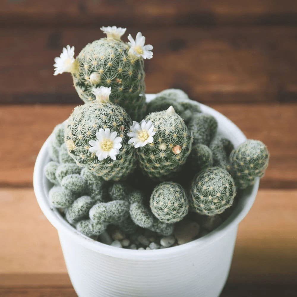 Mammillaria Vetula Mammillaria Vetula