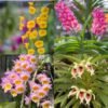 Rare Species Orchid Collection