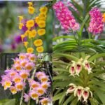 Image of Rare Species Orchid Collection
