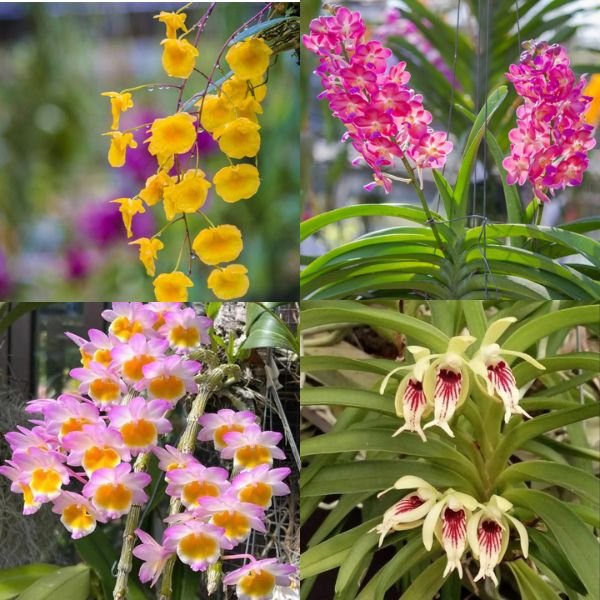 Image of Rare Species Orchid Collection