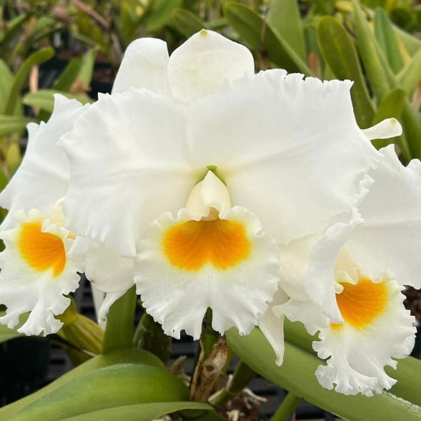 Image of Rlc.Platinum Charm