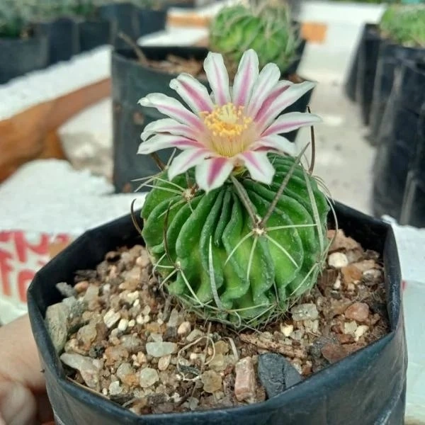 Thai Brain Cactus Thai Brain Cactus