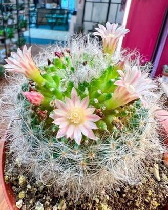 Mammillaria Bocasana Mammillaria Bocasana
