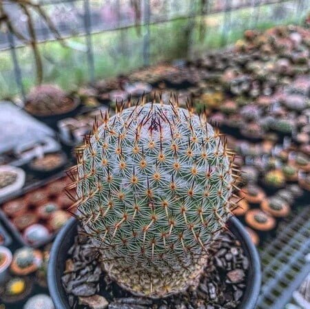 Mammillaria Albilanata Mammillaria Albilanata