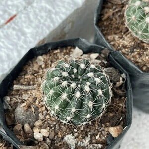 Noto White Cactus Noto White Cactus