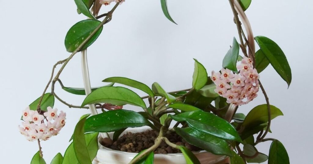 hoya carsona hanging plant with pinkish flowers