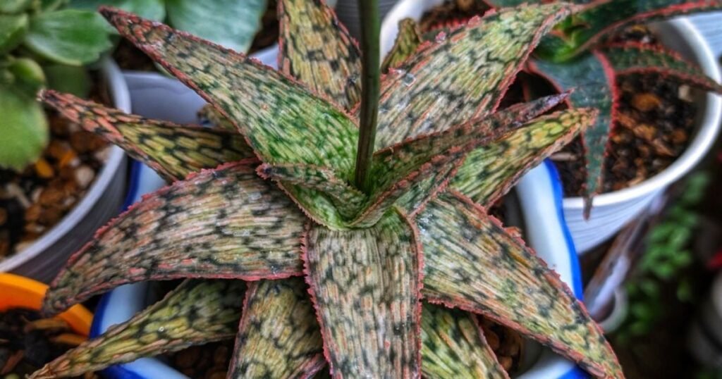aloe pink blush plant