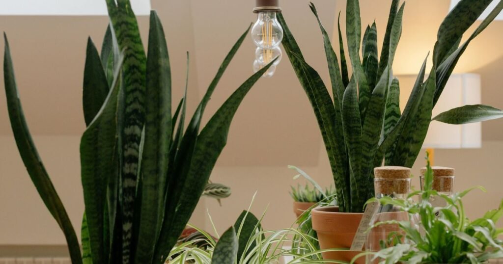indoor plants decorated in tubs and glasses