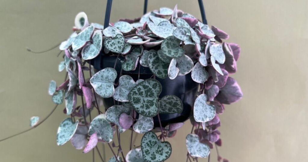 Hanging String of Heart Variegated