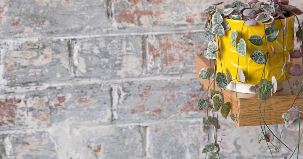 String of heart plant with hanging twigs