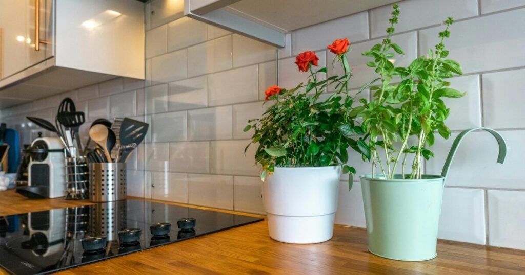 indoor flowering plants