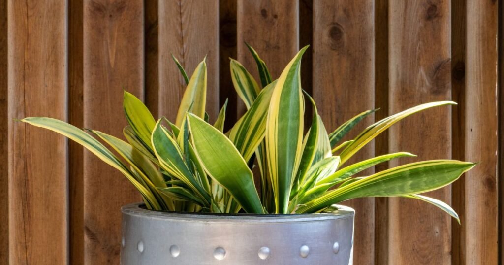 Sansevieria Hahnii Golden plant in a grey tub with wooden background