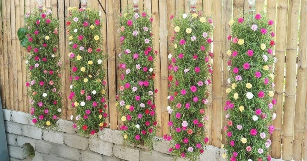 hanging portulacas