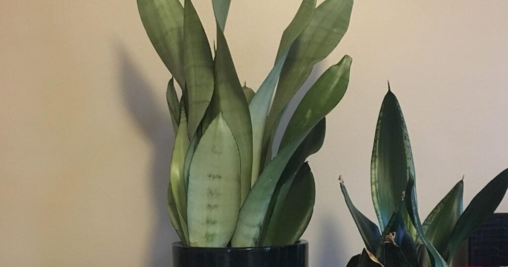 Sansevieria Moonshine in black pots