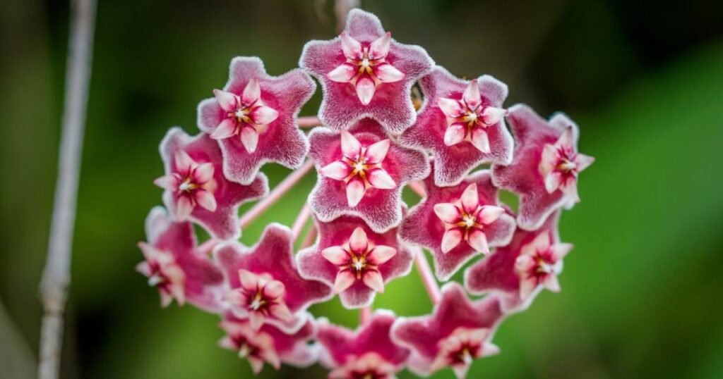 Hoya Pubicaly X ‘‘Pink Silver’ flower