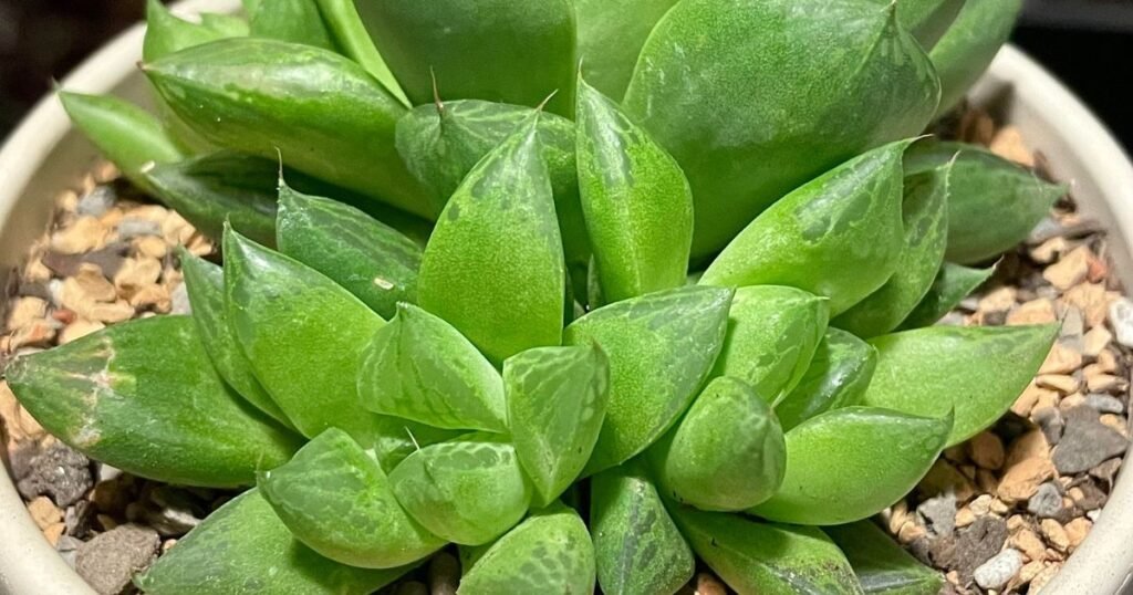 Haworthia Cuspidata plant in growing medium