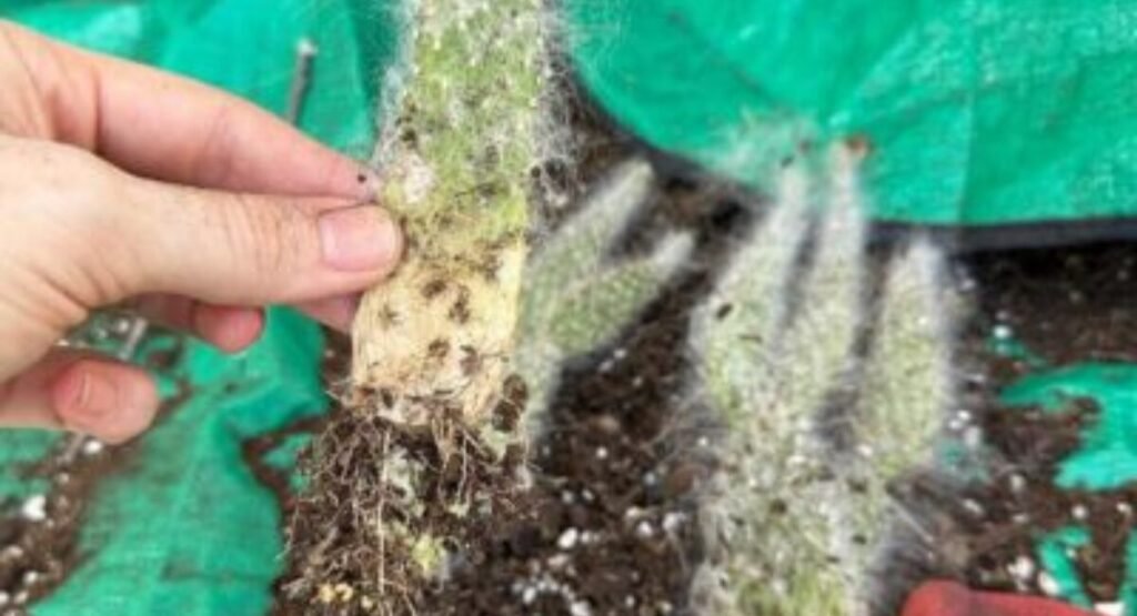 picture of espostao lanata having root rot