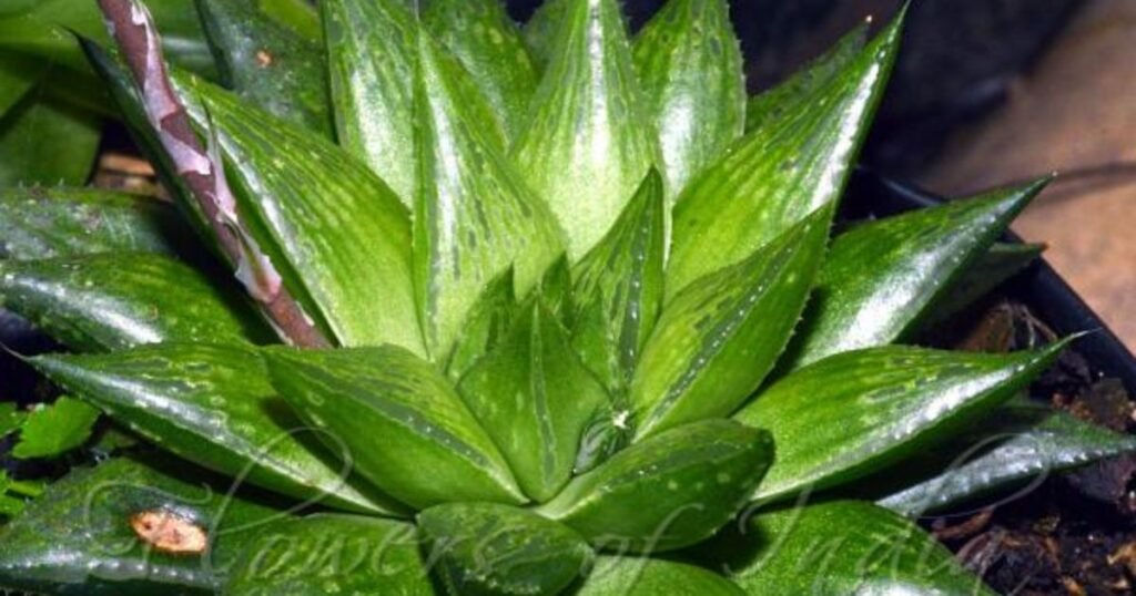 Haworthia Murumiana plnat with glossy leaves