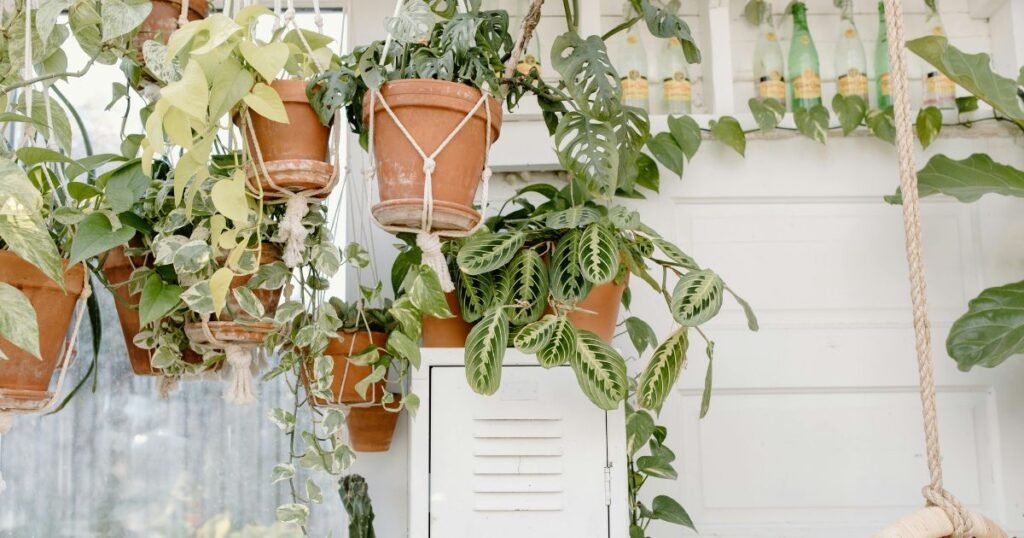 various hanging plants in earthen pots and glass bottles