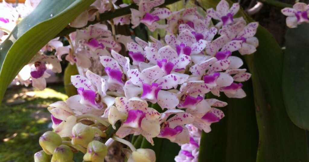 white and violent color foxtail orchid