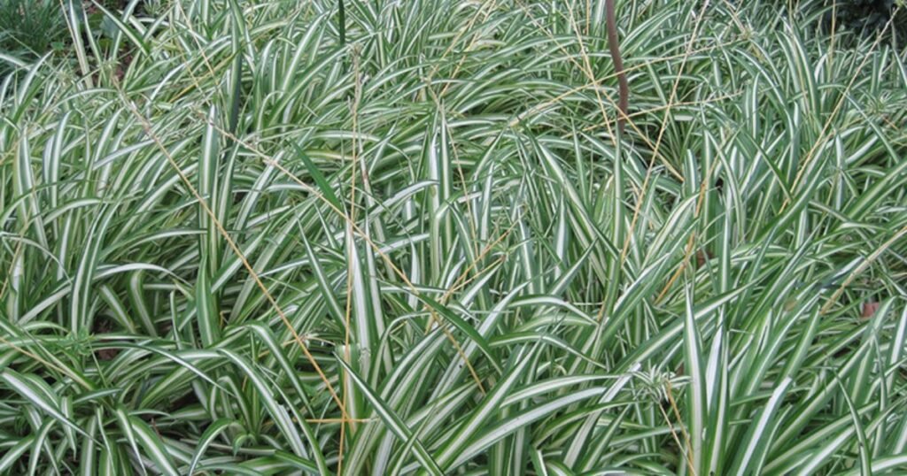 Variegated spider plants