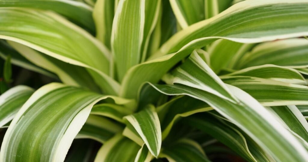 green and glossy ocean spider plant