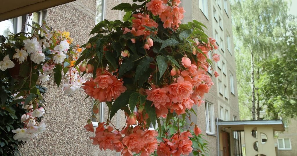 begonias hanging in baskets